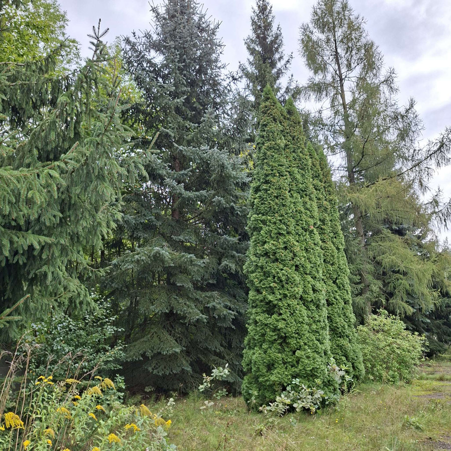 Gmina Aleksandrów Łobódź. Teren z mediami przy trasie przelotowej. Budynek - Widok 3