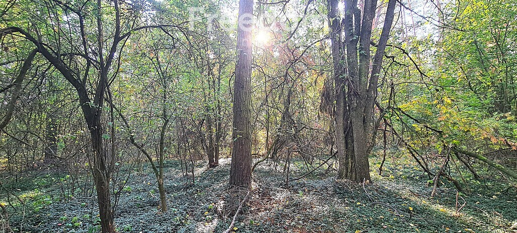 Działki rolne i leśne (bory) na sprzedaż - Rudniki - Widok 2