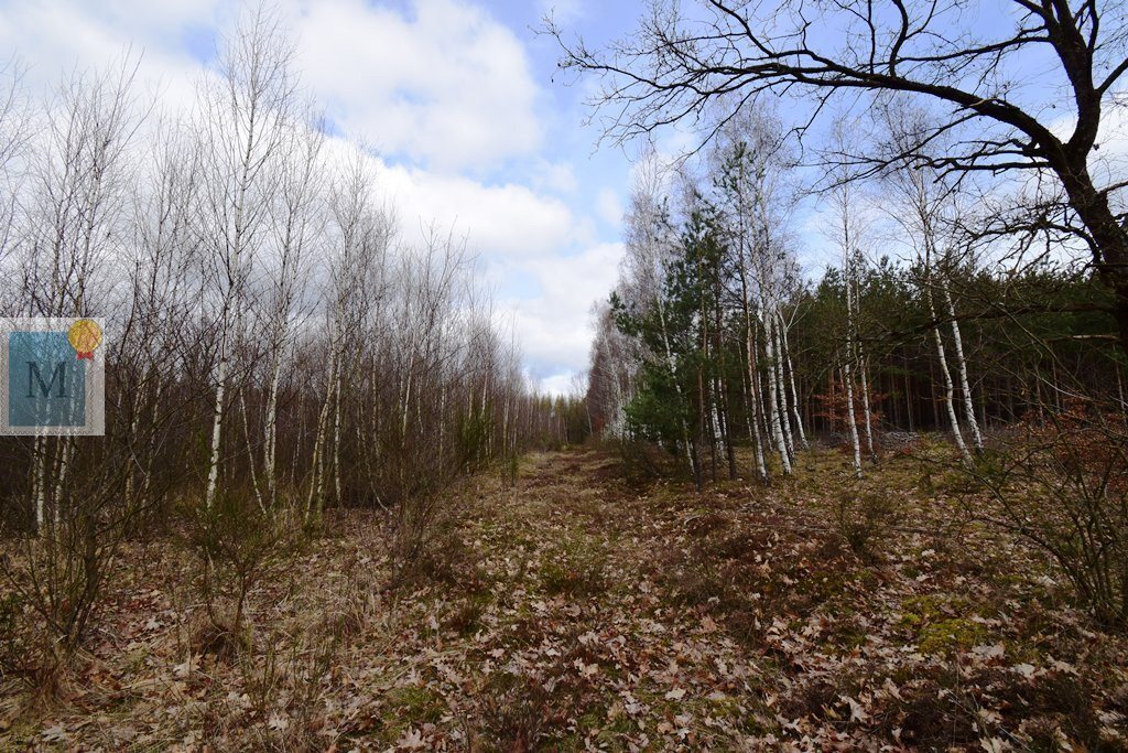 Działka,wieś Sterków,pod zabudowę 84ary,asfalt - Widok 4