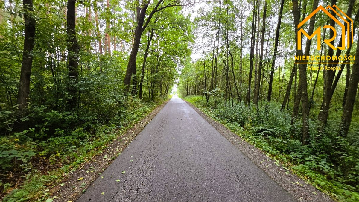 Duża działka leśna w gminie Osiek - Widok 5