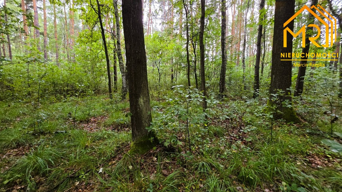 Duża działka leśna w gminie Osiek - Widok 4