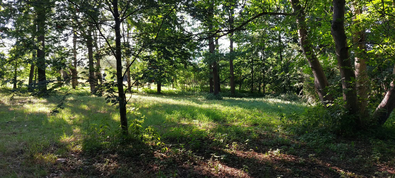 Urokliwa działka budowlana 2127 m² z lasem - Widok 5