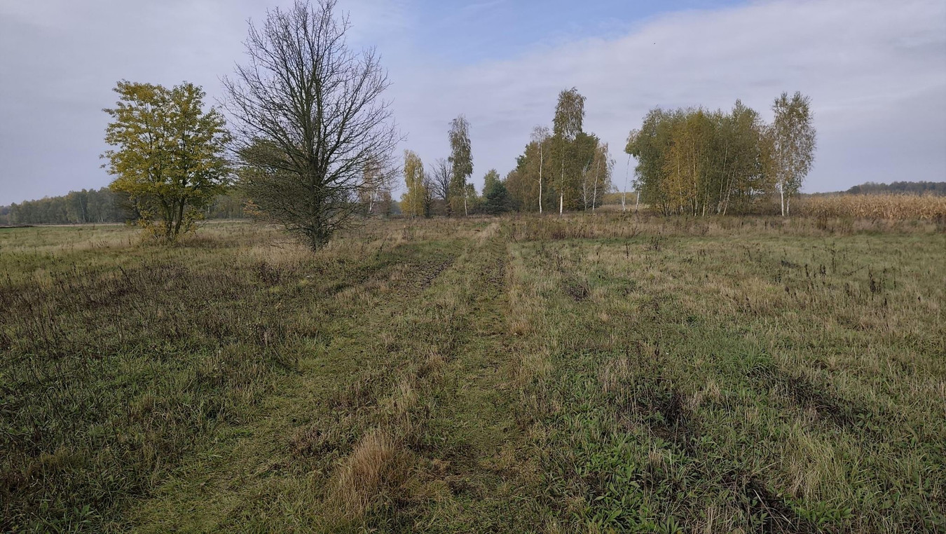 Działka Krajęczyn z WZ 1000 m² - Widok 5