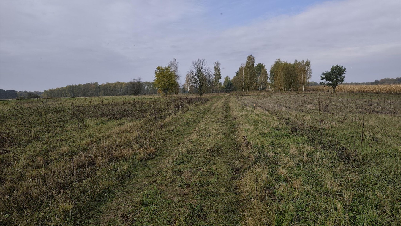 Działka Krajęczyn z WZ 1000 m² - Więcej