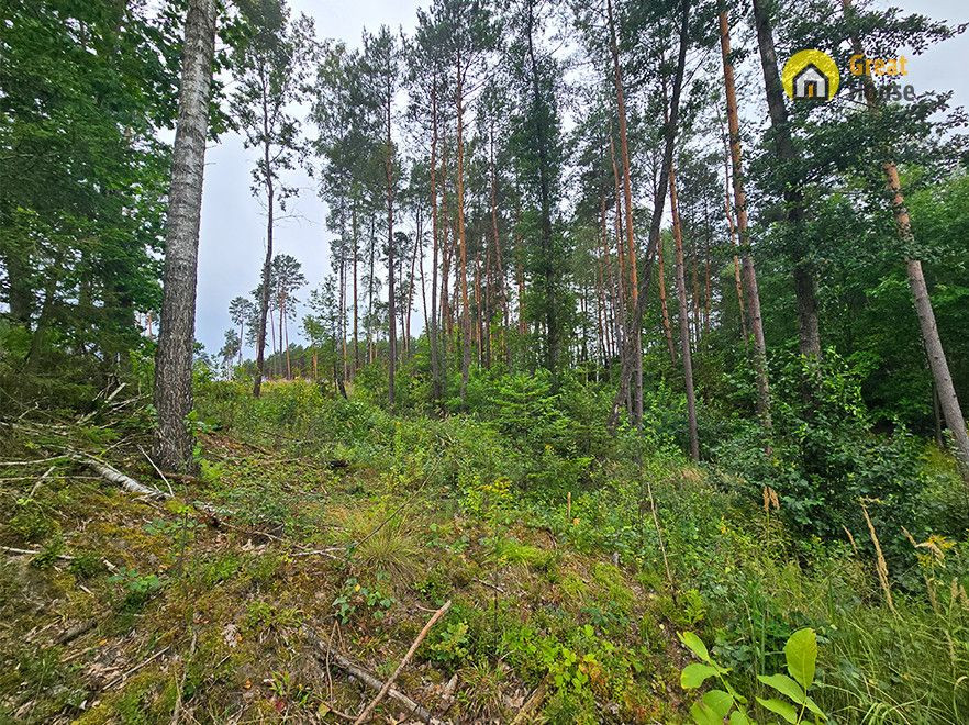 Wyjątkowa działka leśna w Strzegomku - 1,0069 ha - Widok 5