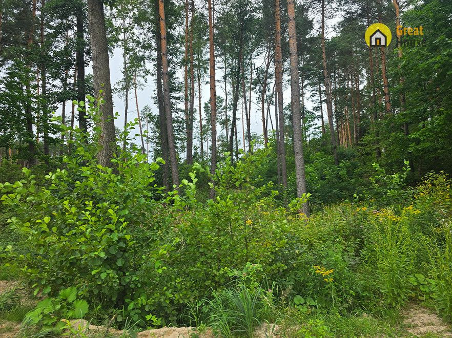 Wyjątkowa działka leśna w Strzegomku - 1,0069 ha - Więcej