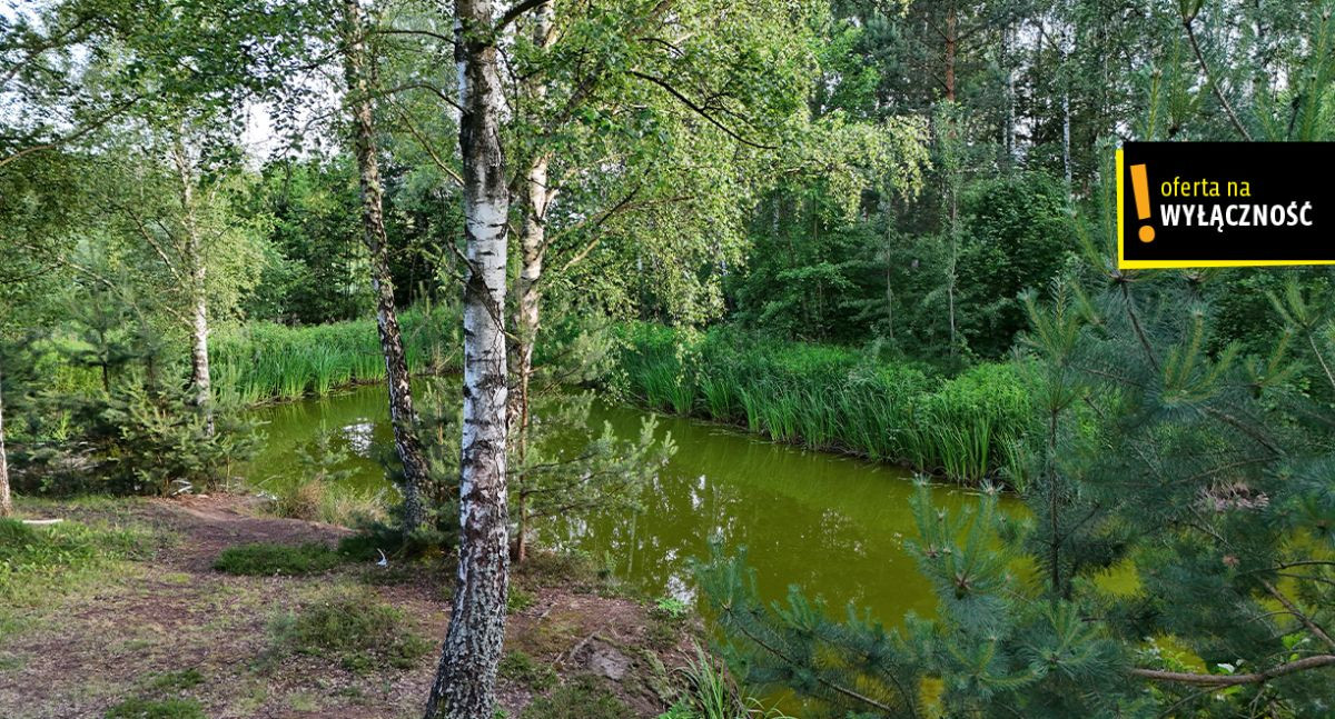 Działka ze stawem i lasem koło Solca Zdroju - View 2