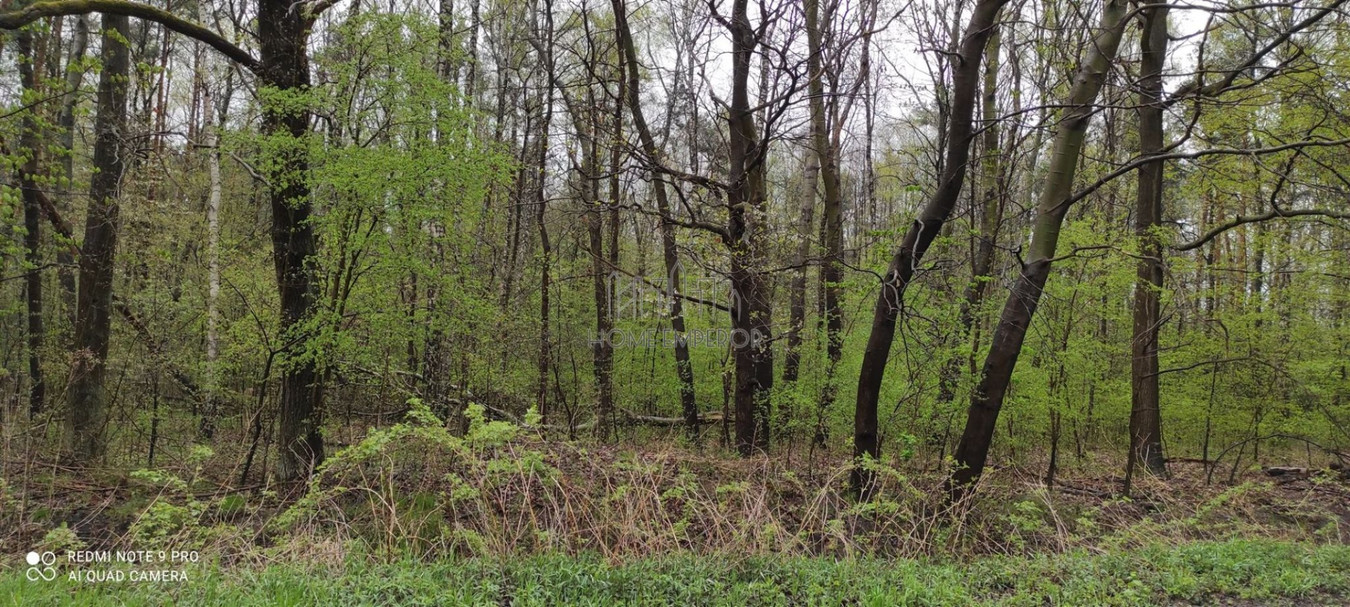 Borowina - Przy Lesie - Widok 4