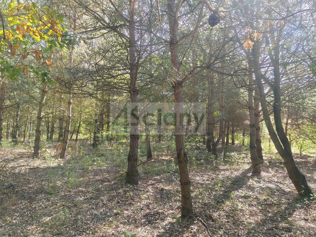 gratka-10658/3098/OGS - Widok 4