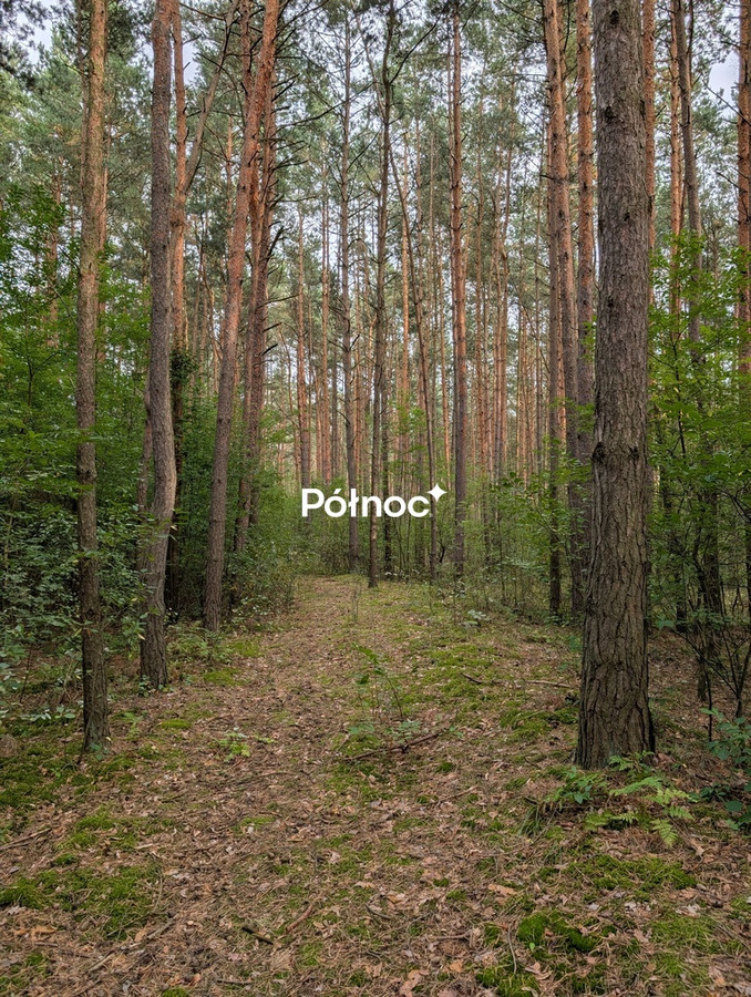 Leśna działka z naturalnymi pagórkami | Łosie gm. Radzymin - Więcej