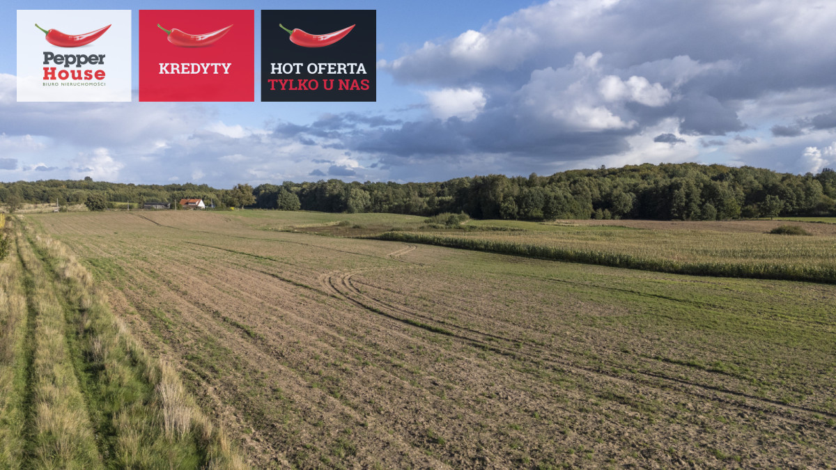 Duży teren z potencjałem – 2,1618 Ha koło Pasłęka - Widok 4