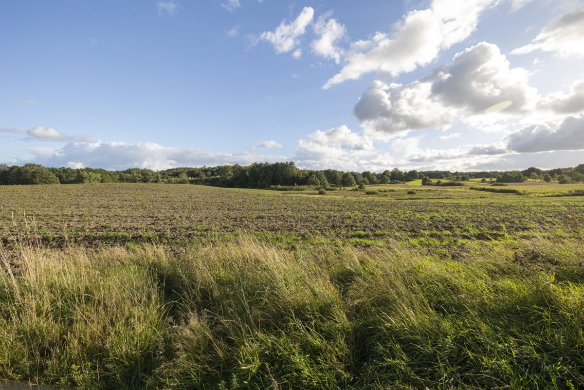 3,5 ha gruntu rolnego. Strużyna koło Pasłęka - Widok 2