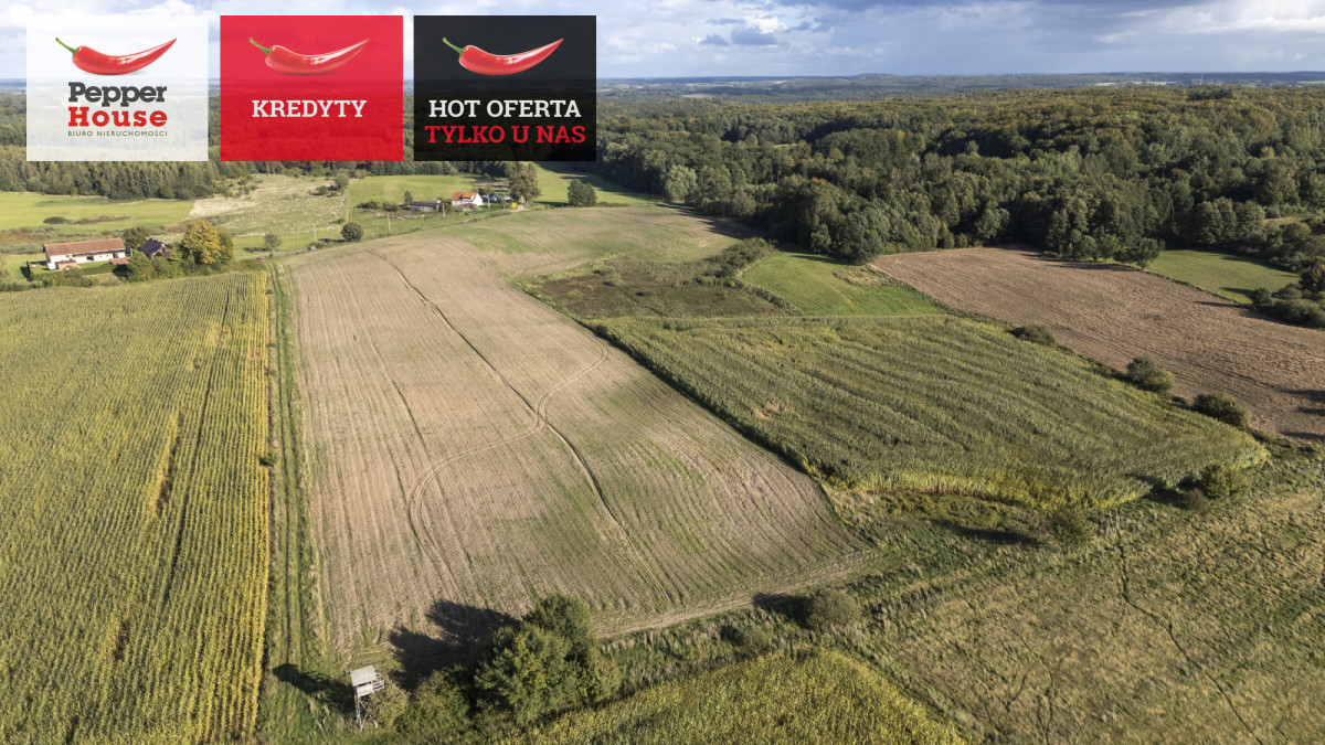 Duży teren z potencjałem – 2,1618 Ha koło Pasłęka - Widok 5