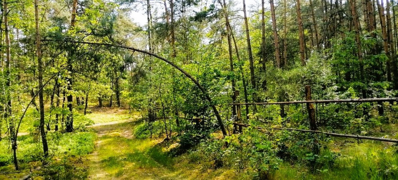Działka z warunkami zabudowy – Franciszków, gm. Lutomiersk - Widok 5