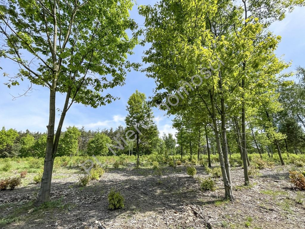 Ojrzanów- działka budowlana 1000 m² wśród zieleni - Widok 3