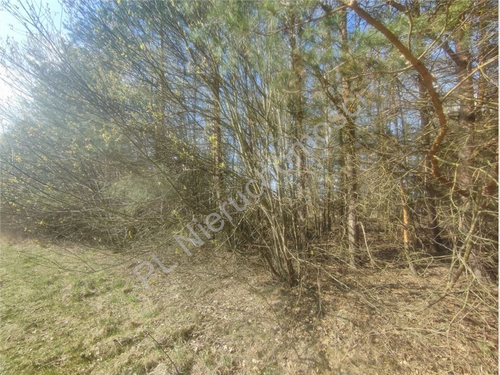 Działka 1,01 ha- MPZP- zabudowa siedliskowa- Skuły - Widok 4