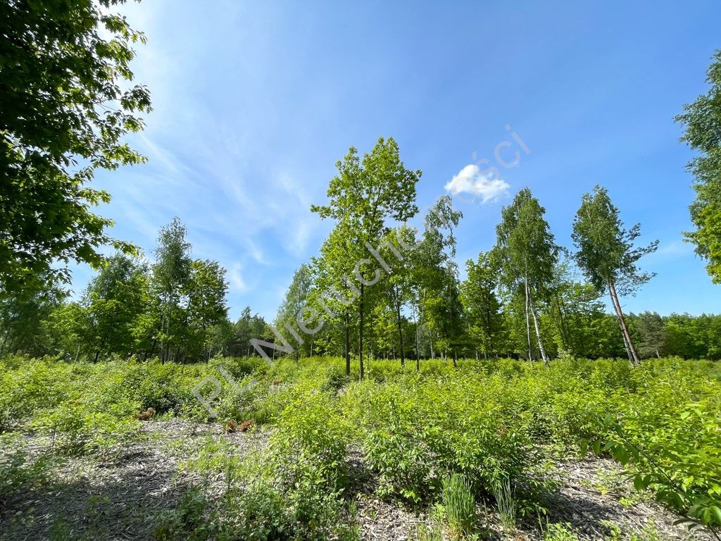 Ojrzanów- działka budowlana 1000 m² wśród zieleni - Więcej