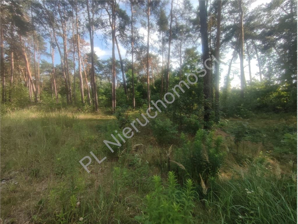 Działka budowlana w Międzyborowie- 500m od szkoły - Widok 3