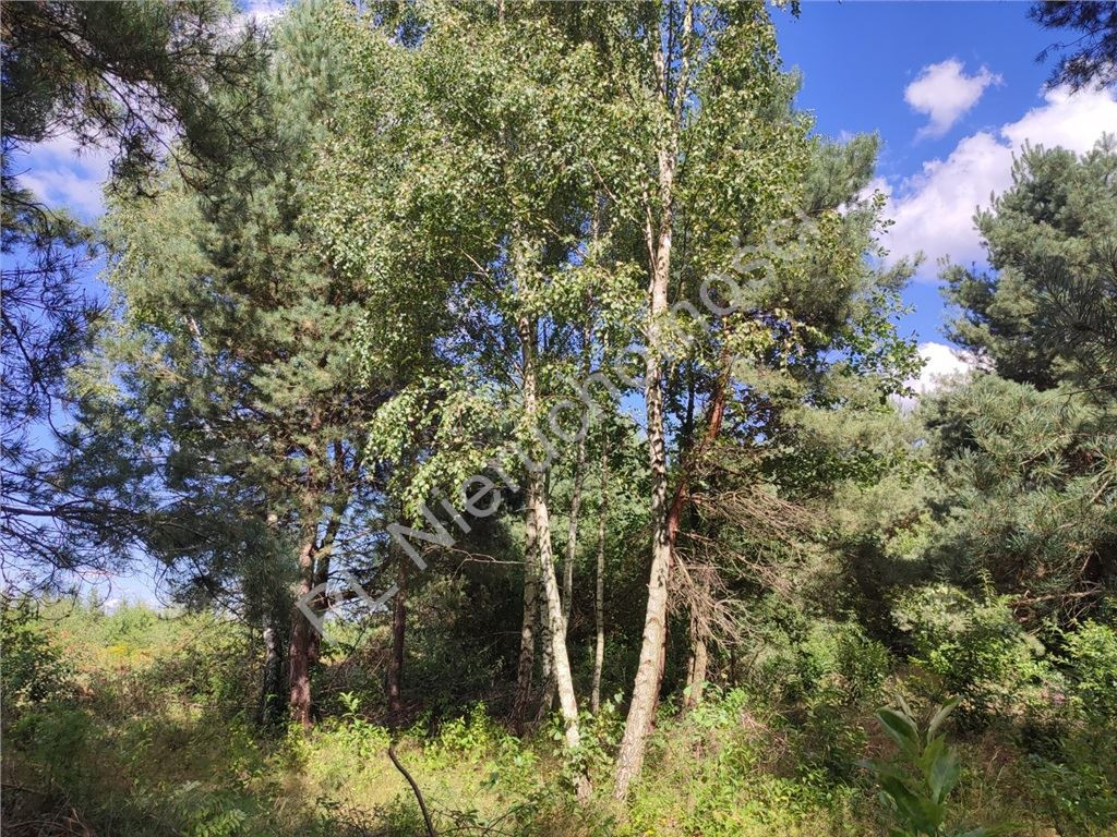11 005 m² pod inwestycję- blisko S8- gm.Żabia Wola - Więcej