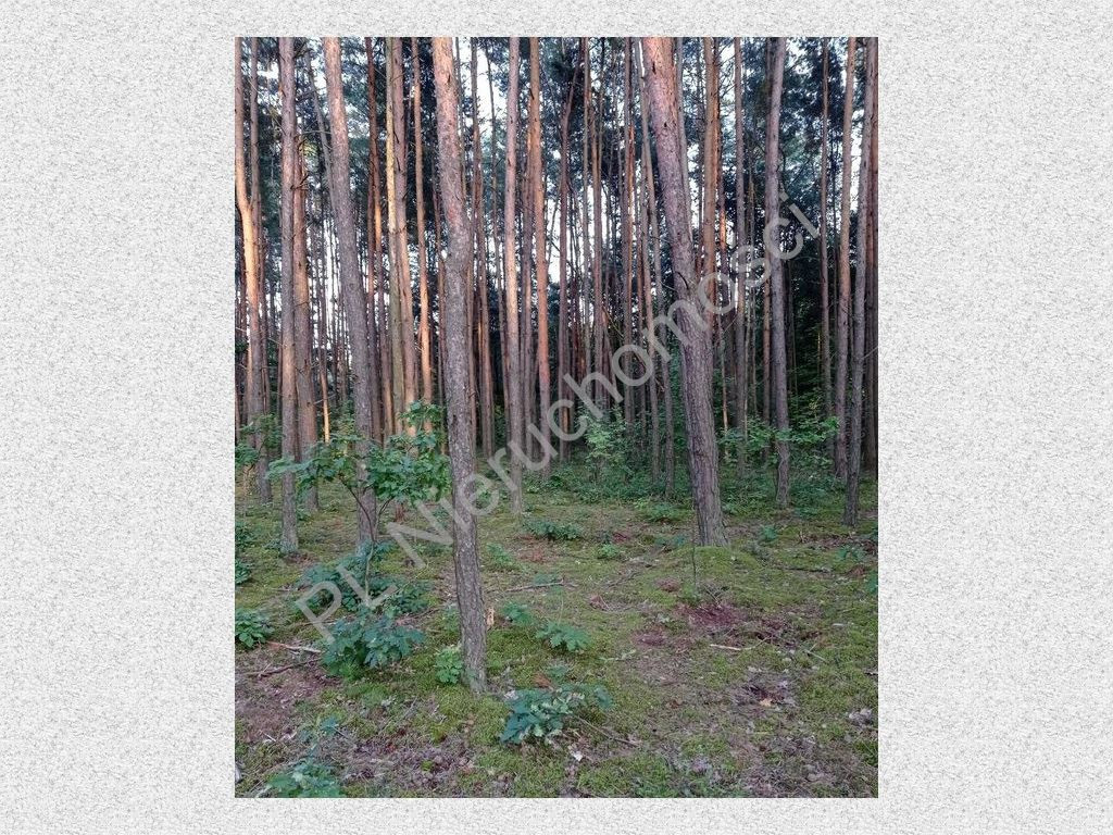 gratka-G-93544-6 - Widok 4