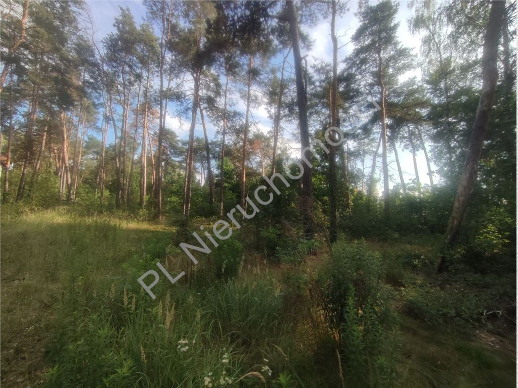 Działka budowlana w Międzyborowie- 500m od szkoły - Widok 6
