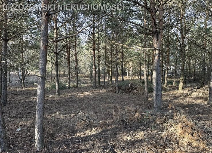 Jabłonna, Trzciany, 1610 m², MPZP mieszkaniowa - Widok 2