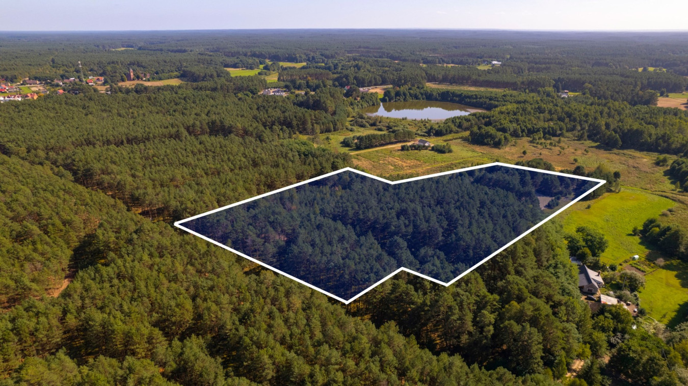 Teren 3,5ha w sercu Puszczy Noteckiej|Prywatny las - Widok 4