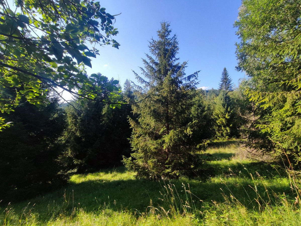 6245 m² w Złatnej – przestrzeń, las, góry i potencjał - Widok 3