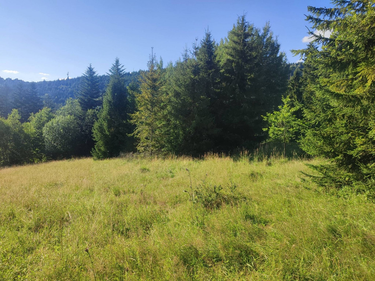 6245 m² w Złatnej – przestrzeń, las, góry i potencjał - Widok 2