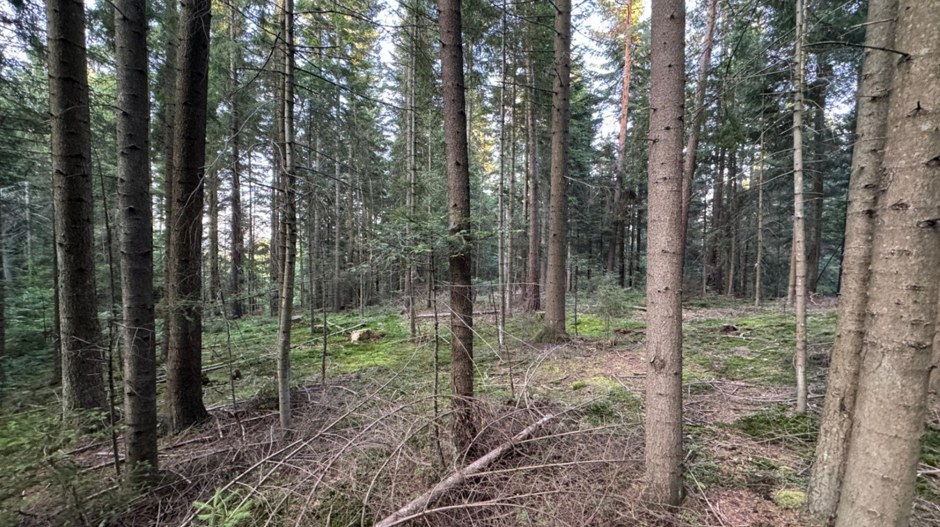 Działka leśna 20 700 m² – Kasina Wielka - Więcej
