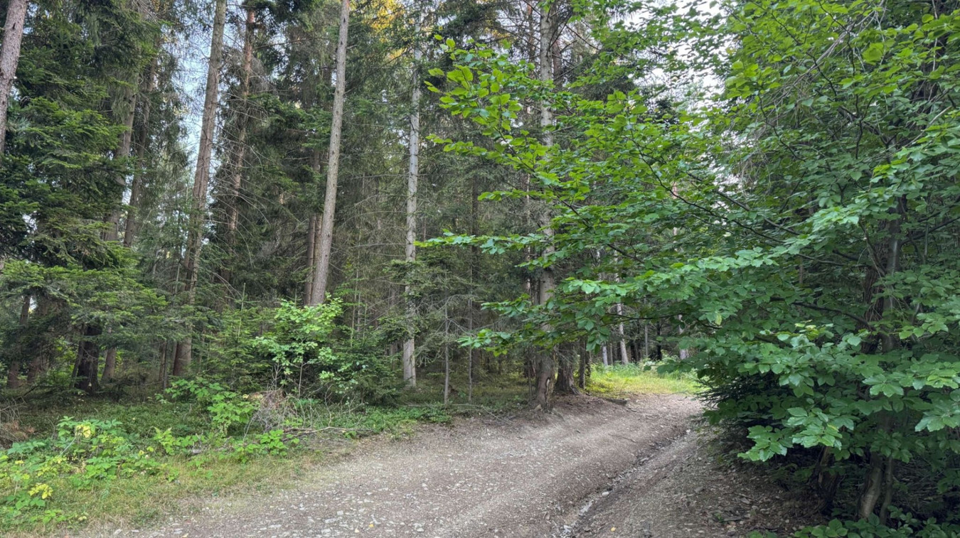 Działka leśna 20 700 m² – Kasina Wielka - Widok 4