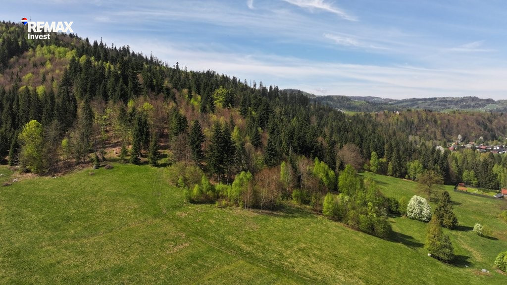Las jodłowo- świerkowy - Widok 2