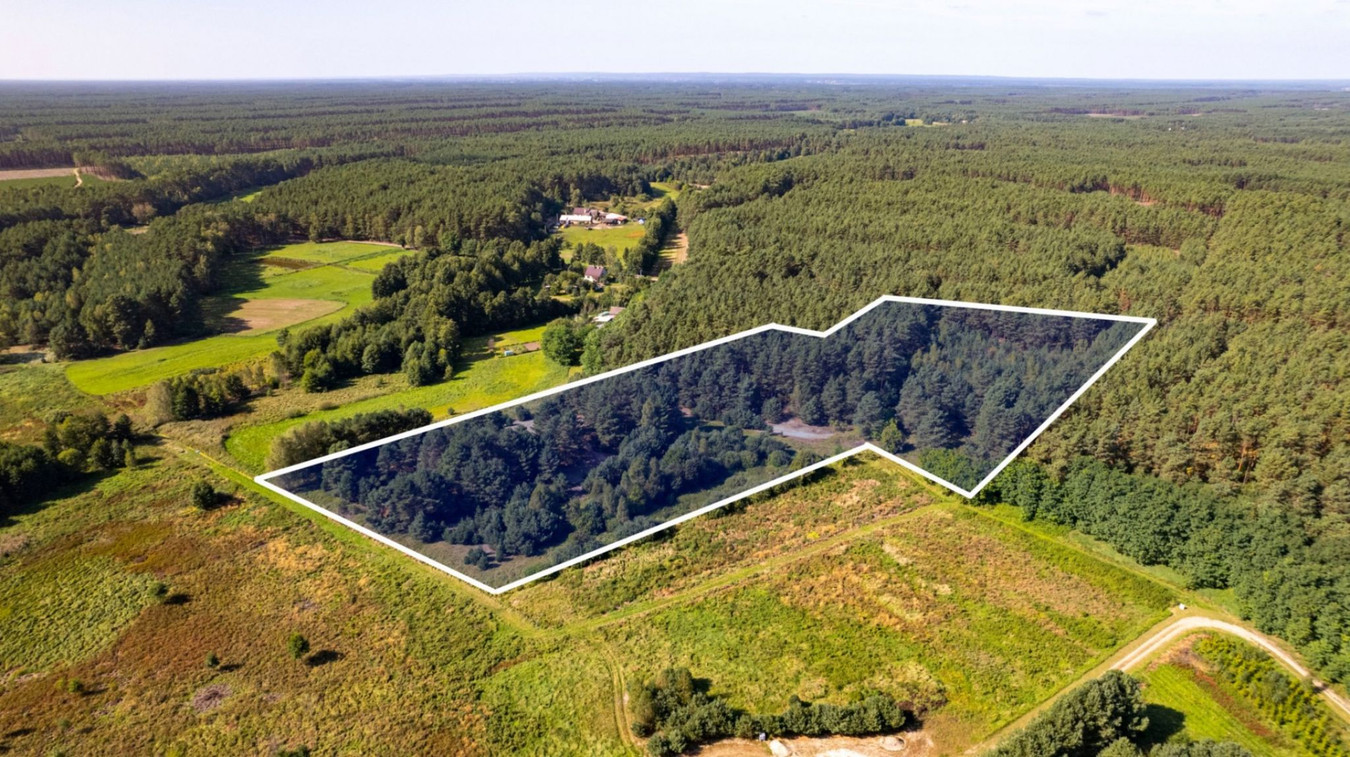 Teren 3,5ha w sercu Puszczy Noteckiej|Prywatny las - Widok 2