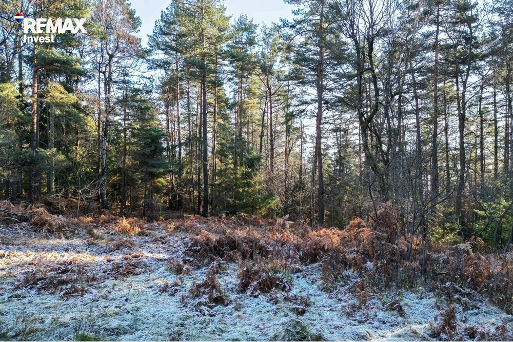 DZIAŁKA LEŚNA - GRATKA DLA INWESTORA - Więcej