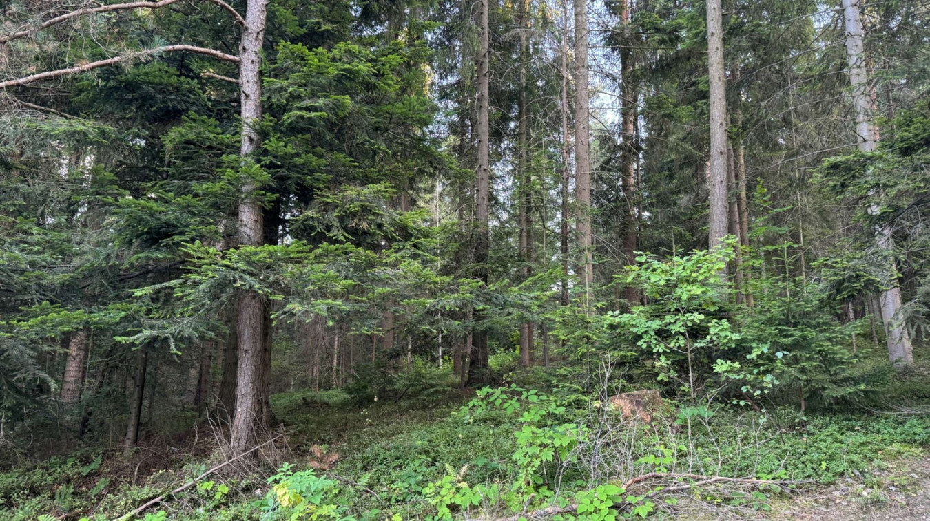 Działka leśna 20 700 m² – Kasina Wielka - Widok 5