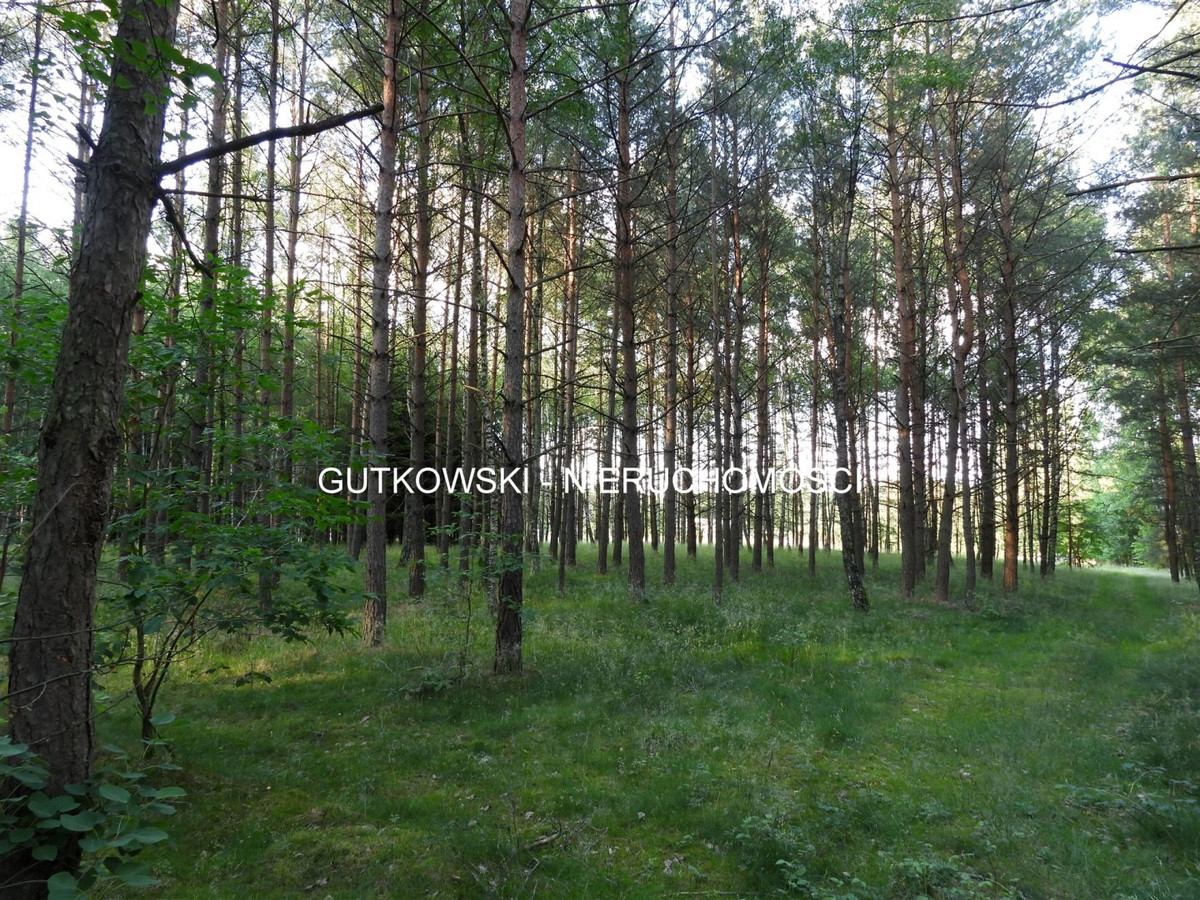 Teren rolno - leśny ~1,31 ha (gospod.) na Pojezierzu Brodnickim na Mazura - Widok 5