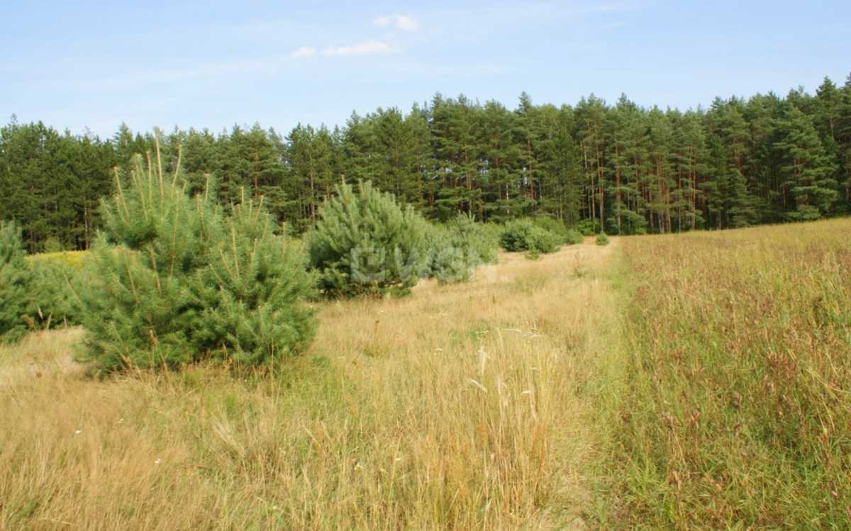 gratka-34430152 - Więcej