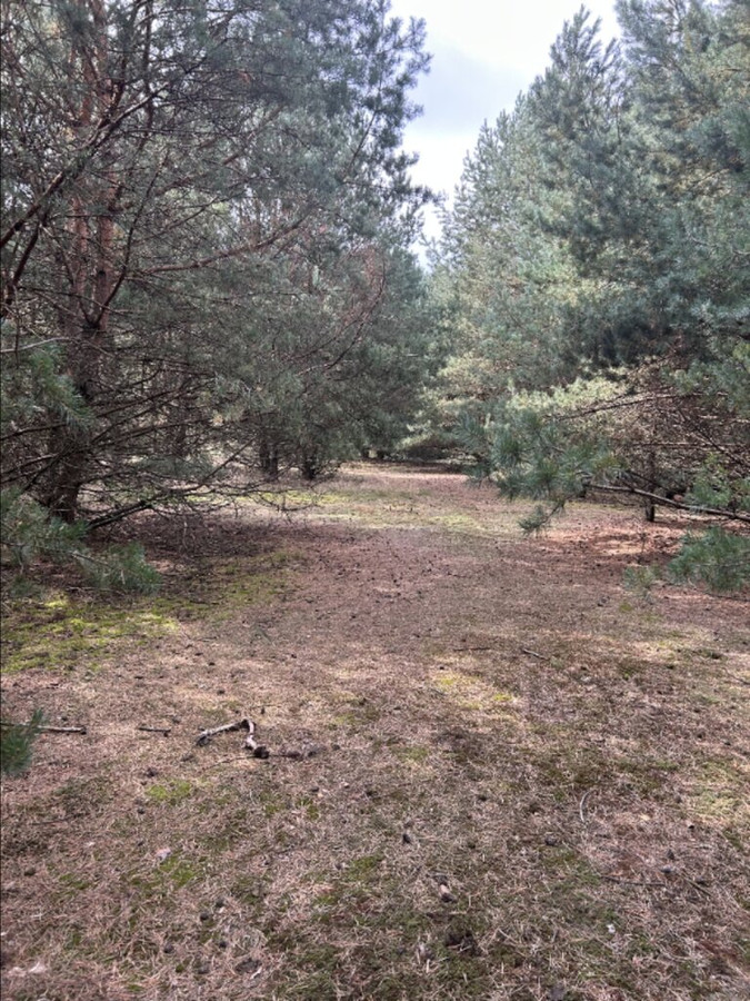 Działki w Borui Kościelnej o powierzchni 0,9352 ha - Widok 3
