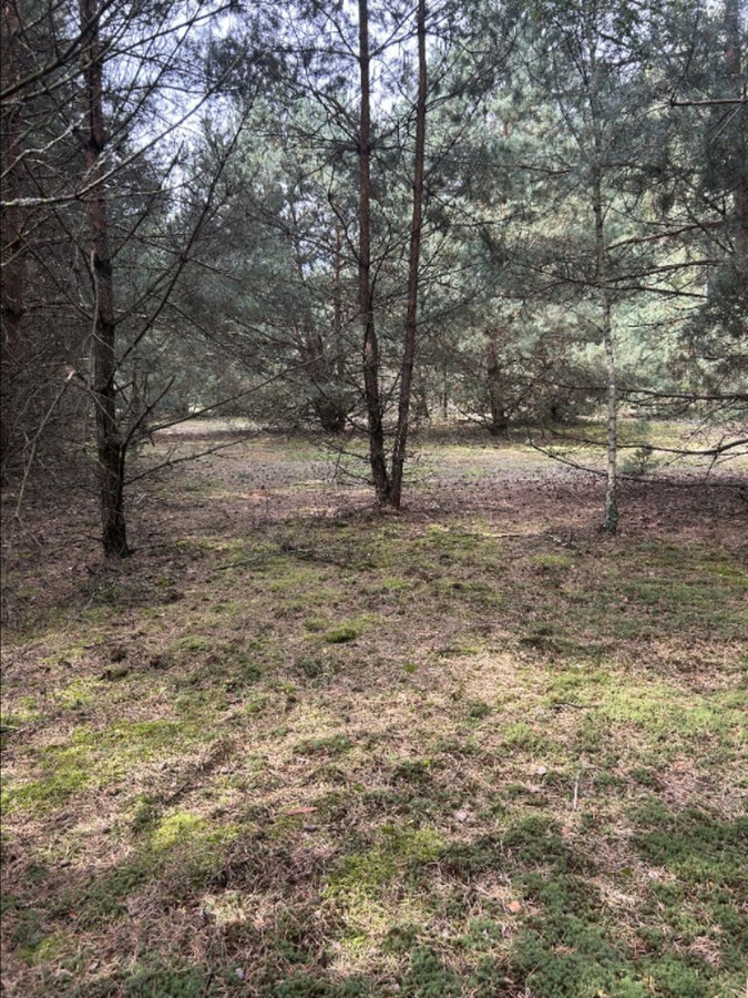 Działki w Borui Kościelnej o powierzchni 0,9352 ha - Widok 4