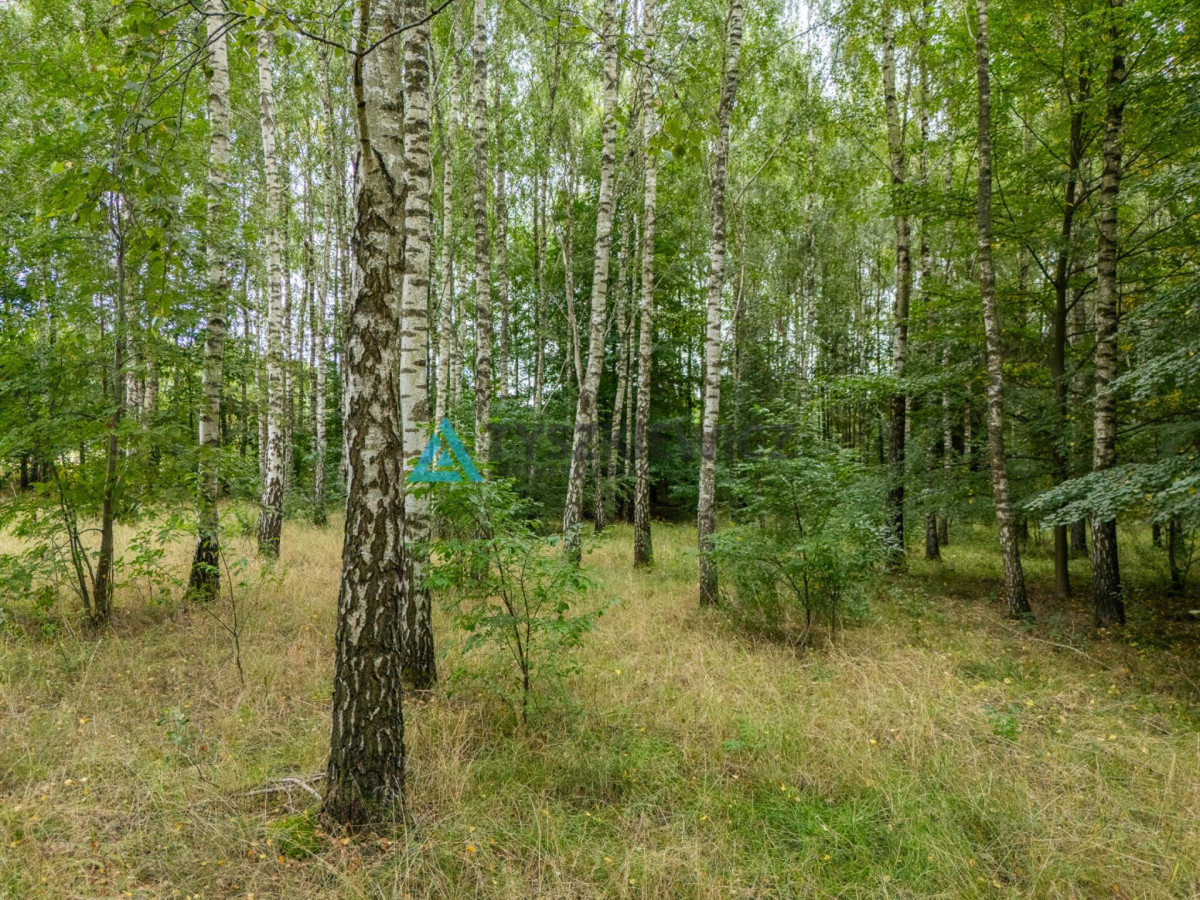 Piękna, duża działka w Starej Kiszewie - Widok 4