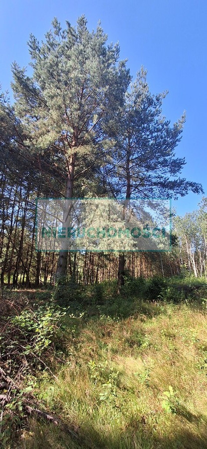 działka 3000 m² w otulinie lasu - Widok 4
