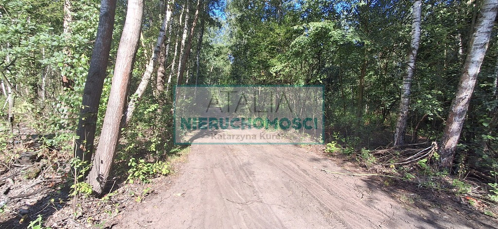 działka 3000 m² w otulinie lasu - Widok 3