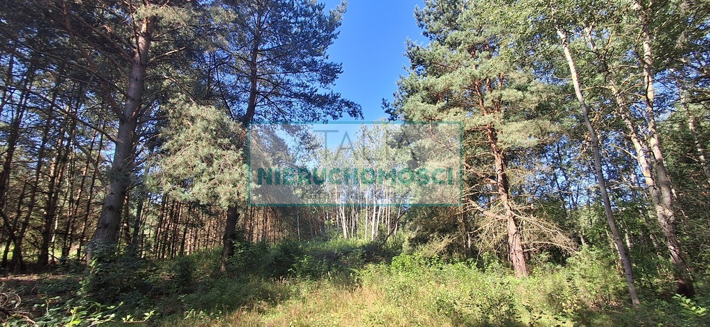 działka 3000 m² w otulinie lasu - Widok 5