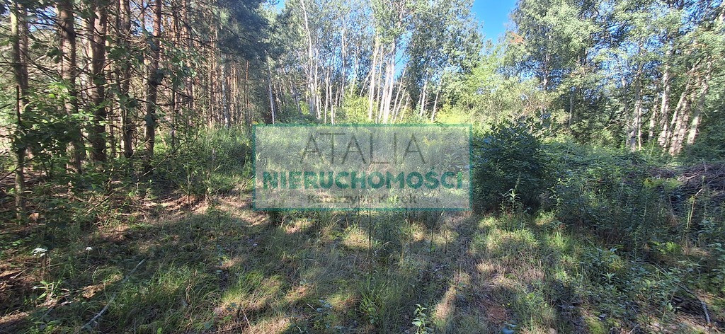 działka 3000 m² w otulinie lasu - Więcej