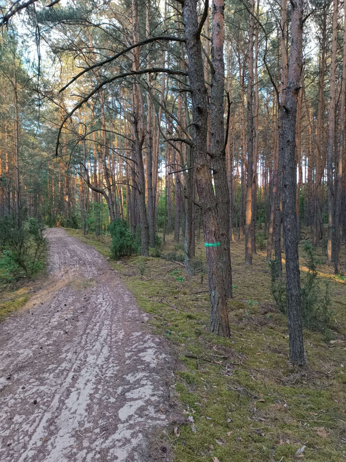 działka leśna z potencjałem, bliskie okolice Warszawy - Widok 5