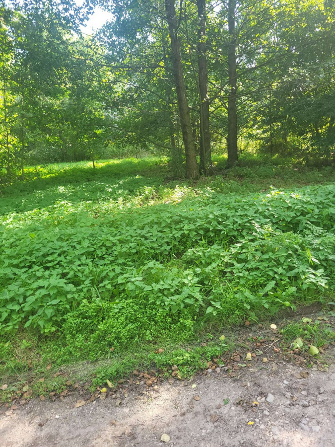 sprzedam działkę budowlaną - Widok 5