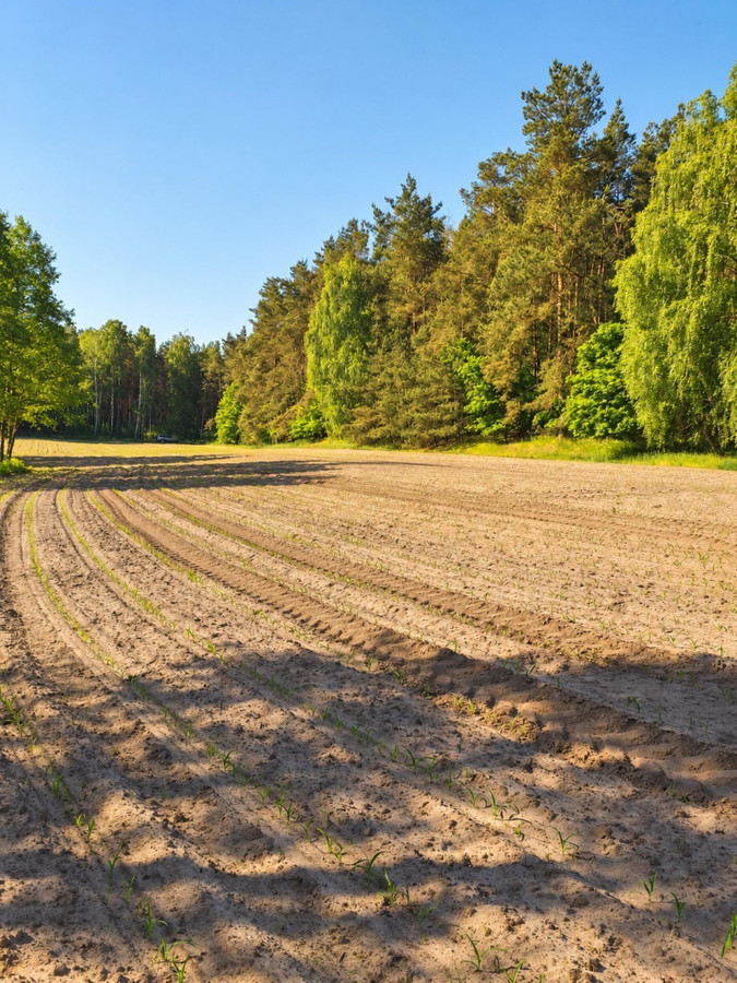 Urokliwa działka przy lesie, WZ - Widok 3
