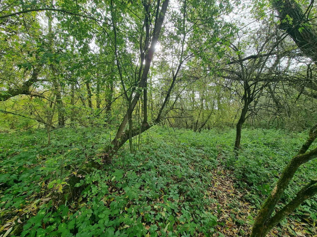 Działka rekreacyjna z dostępem do rzeki - Widok 4
