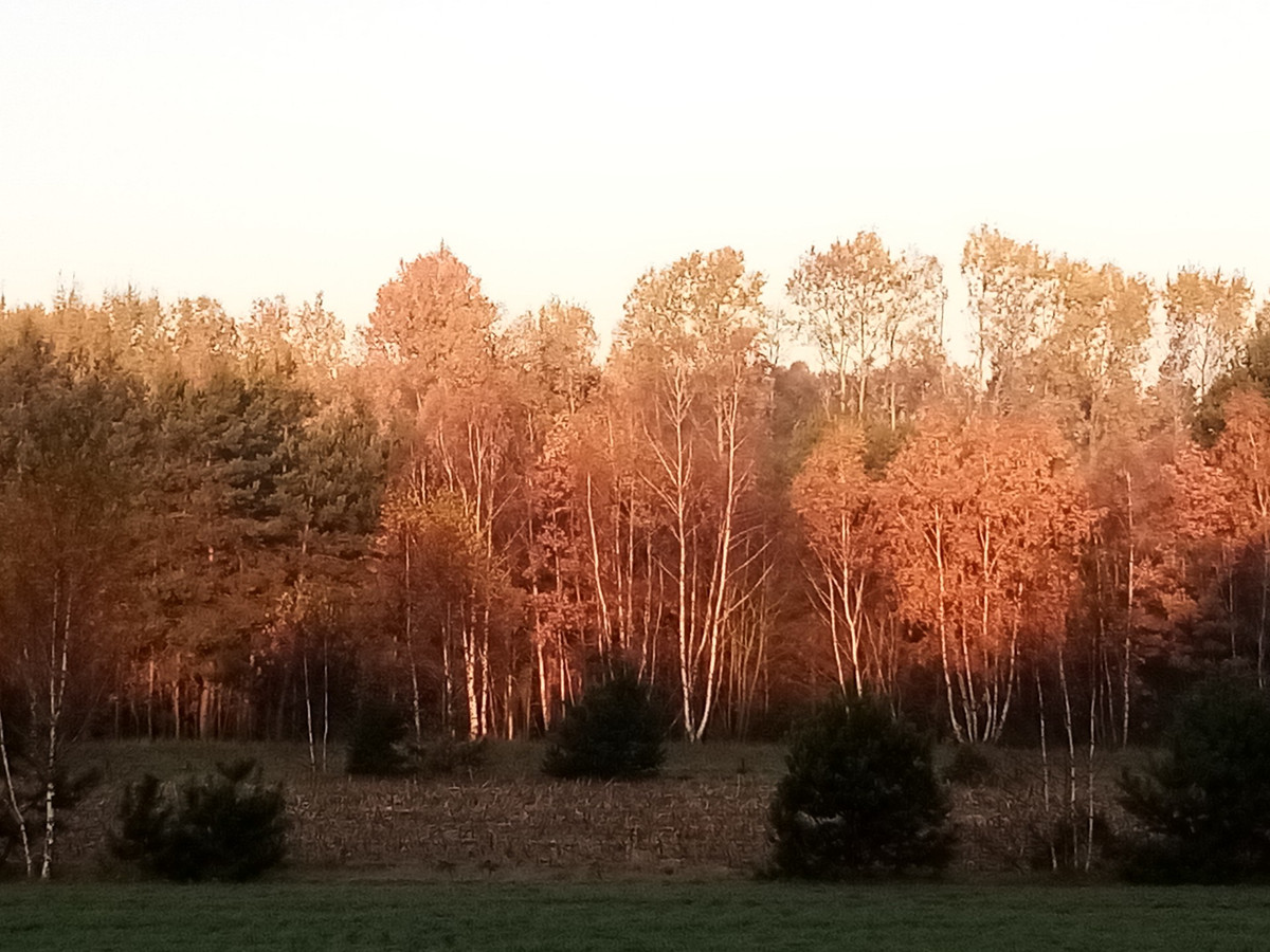 działki rolno budowlana - Widok 4