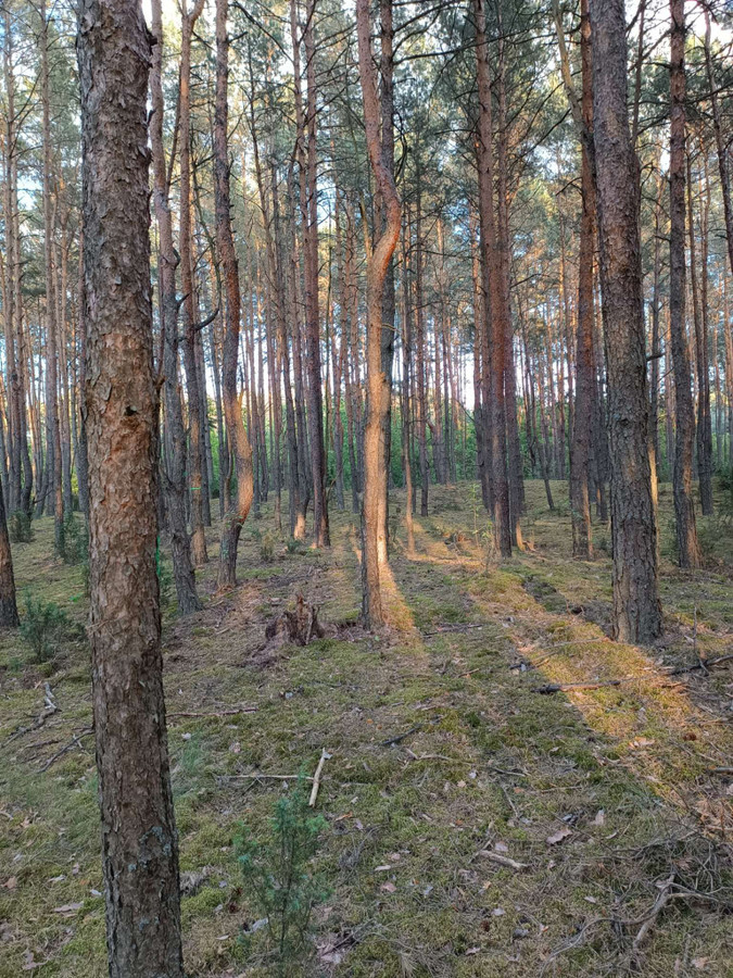 działka leśna z potencjałem, bliskie okolice Warszawy - Więcej